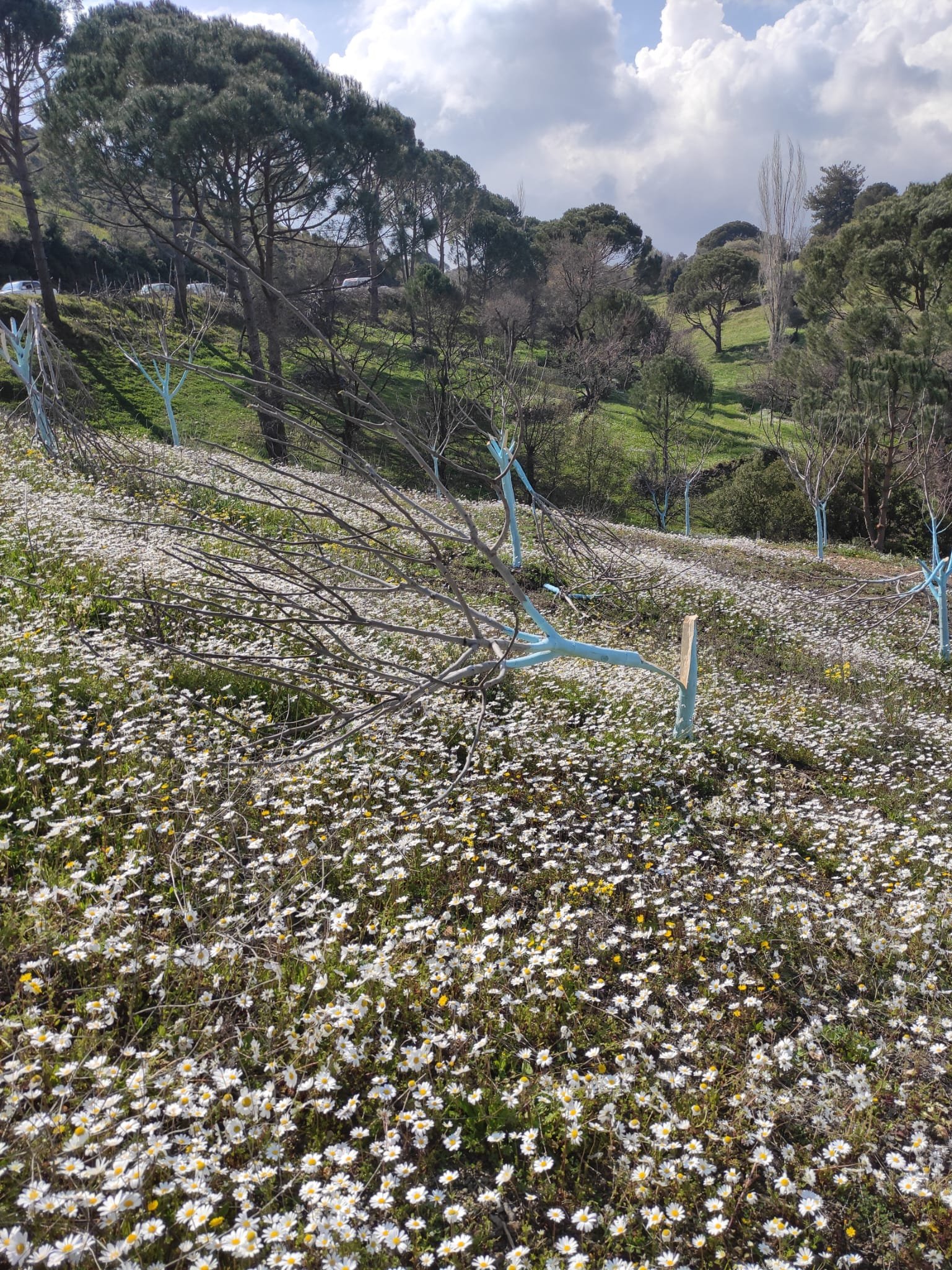 Aydın'da zeytin ve incir ağaçları tahrip edildi