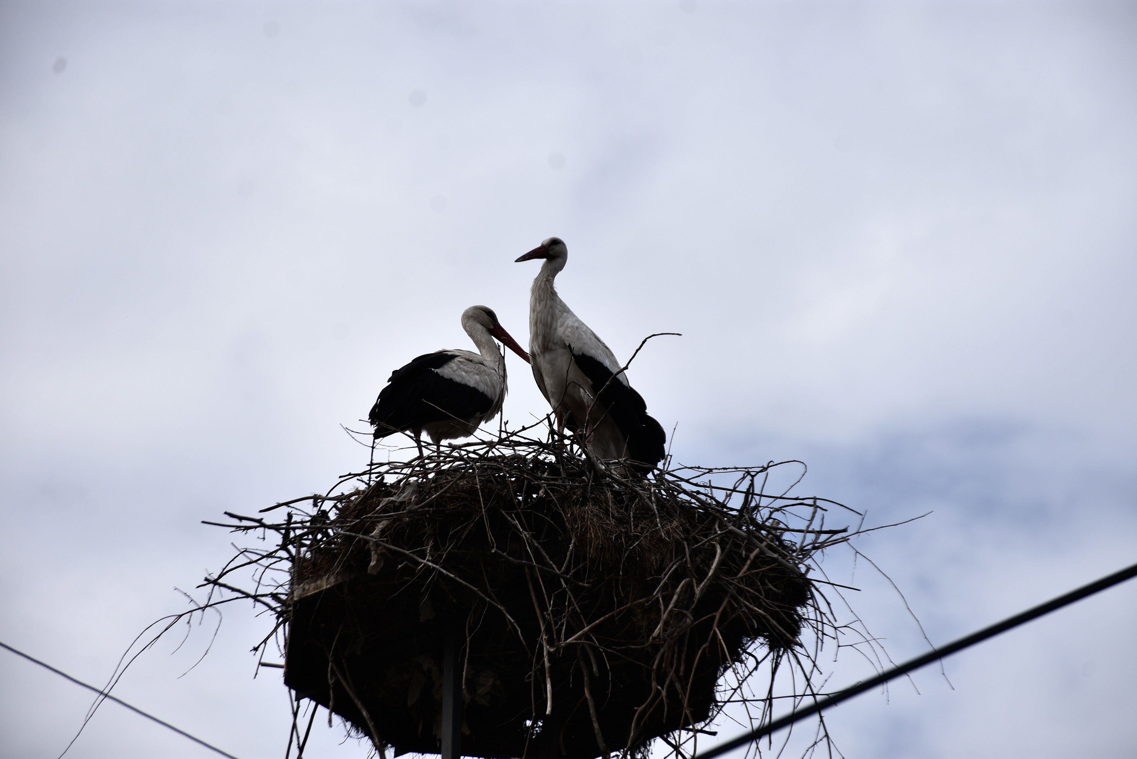 'Baharın habercisi' leylekler Sinop'taki Cuma Ovası'na gelmeye başladı