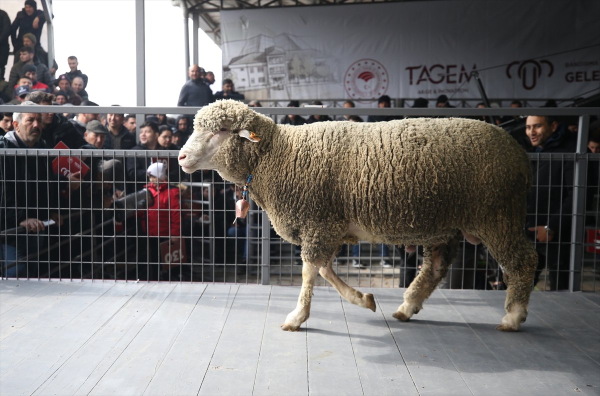 Bandırma Koyunculuk Araştırma Enstitüsünde açık artırmayla damızlık koç satışı yapıldı
