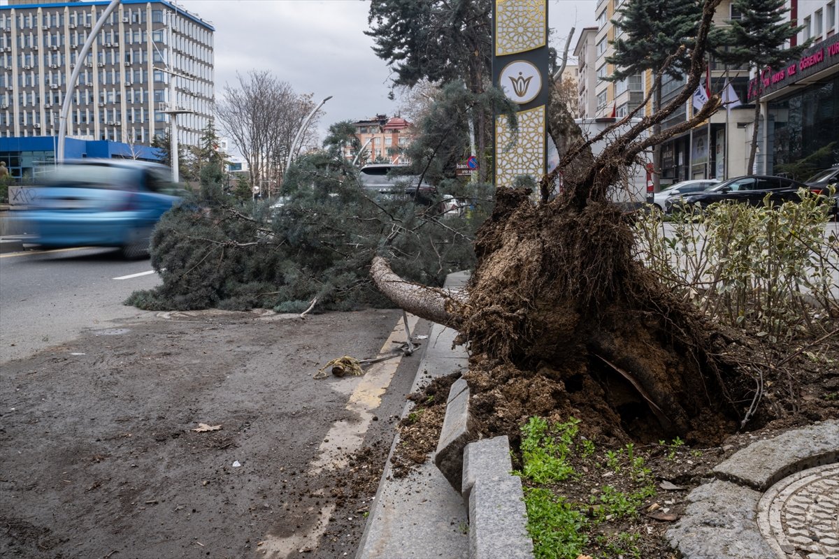 Başkentte üzerine ağaç devrilen otomobilde hasar oluştu