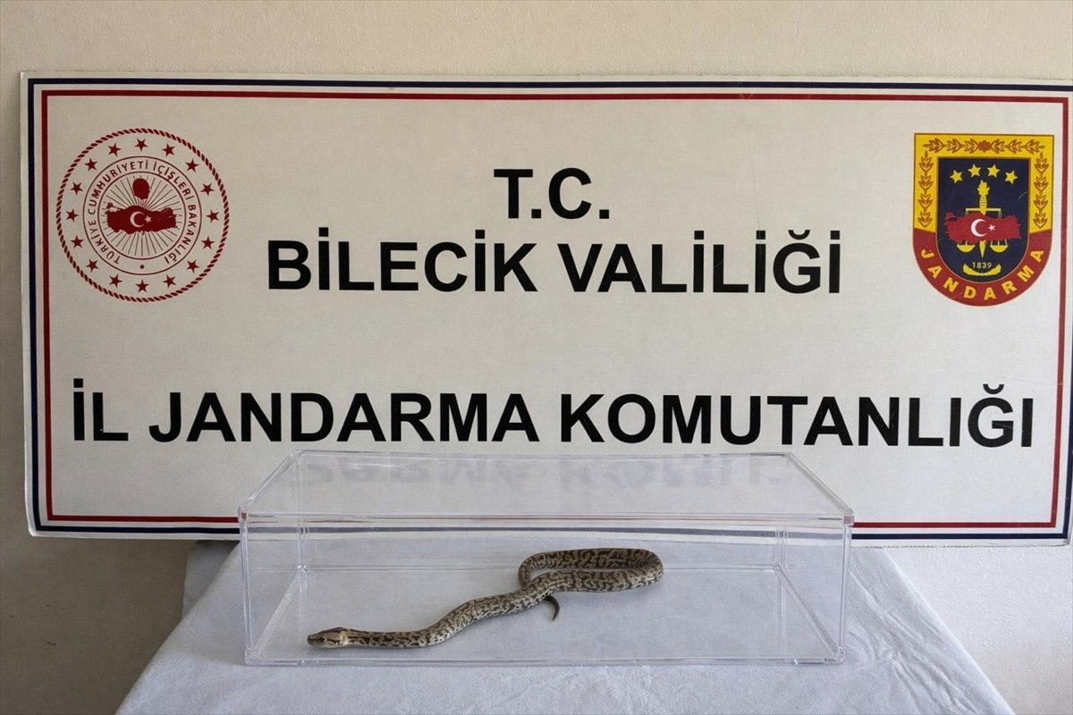 Bilecik'te bir evde nesli tehlike altında bulunan piton ele geçirildi
