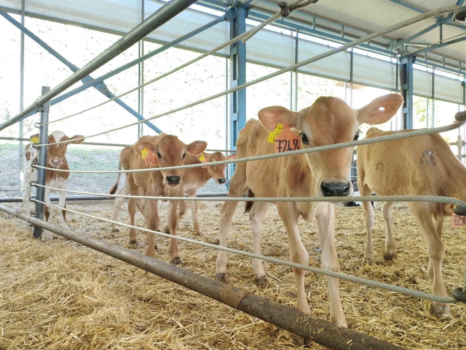 Büyükbaşta doğum oranını yüzde 30 artıran yerli üretim eksper pipet kitinde hedef küresel pazar