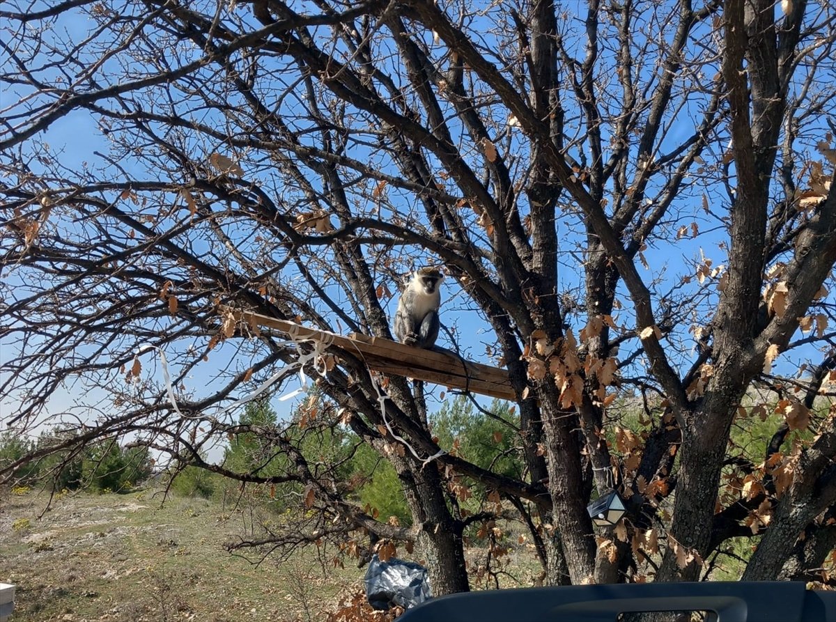 Denizli'de ağaçta yakalanan maymun koruma altına alındı