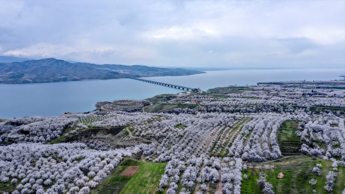 Elazığ'da çiçeklenen kayısı bahçelerinde üreticilerin ilaçlama mesaisi başladı