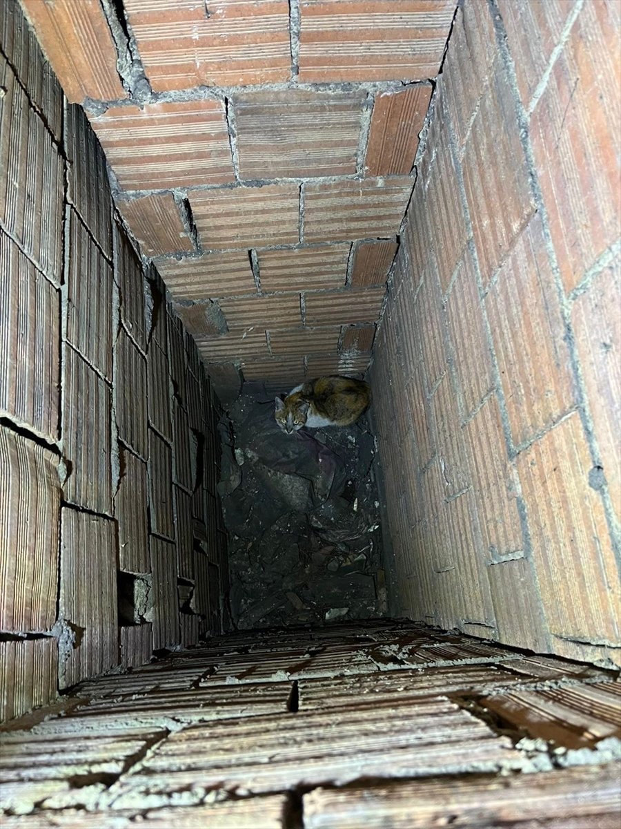 Erzincan'da havalandırma boşluğuna düşen kediyi itfaiye kurtardı