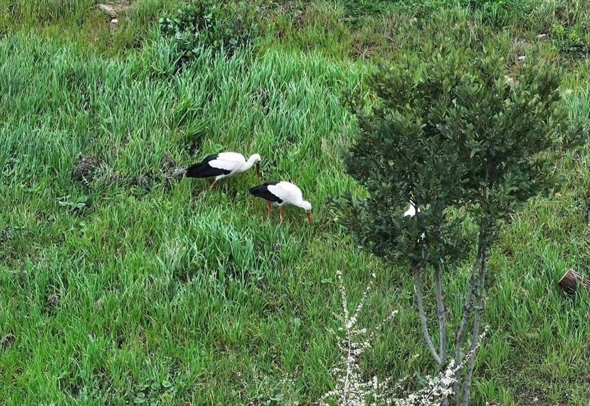 Göç yolundaki leylekler İstanbul'da millet bahçesinde mola verdi