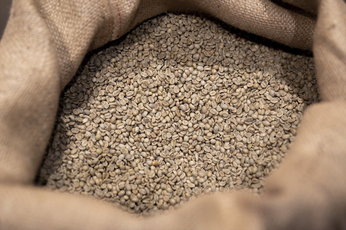 İşletmelerden toplanan kahve posaları çevre dostu ürüne dönüşüyor