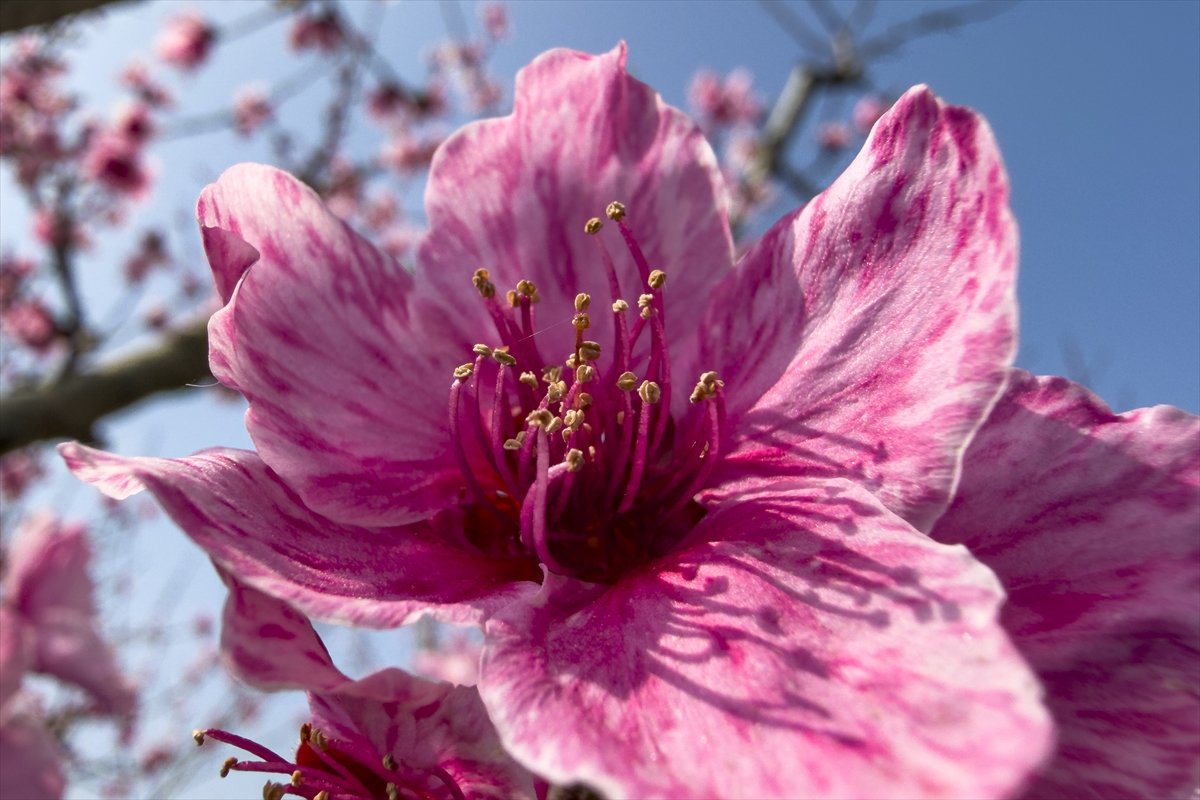 İzmir'de pembe çiçek açan şeftali ağaçları bahçelere renk kattı