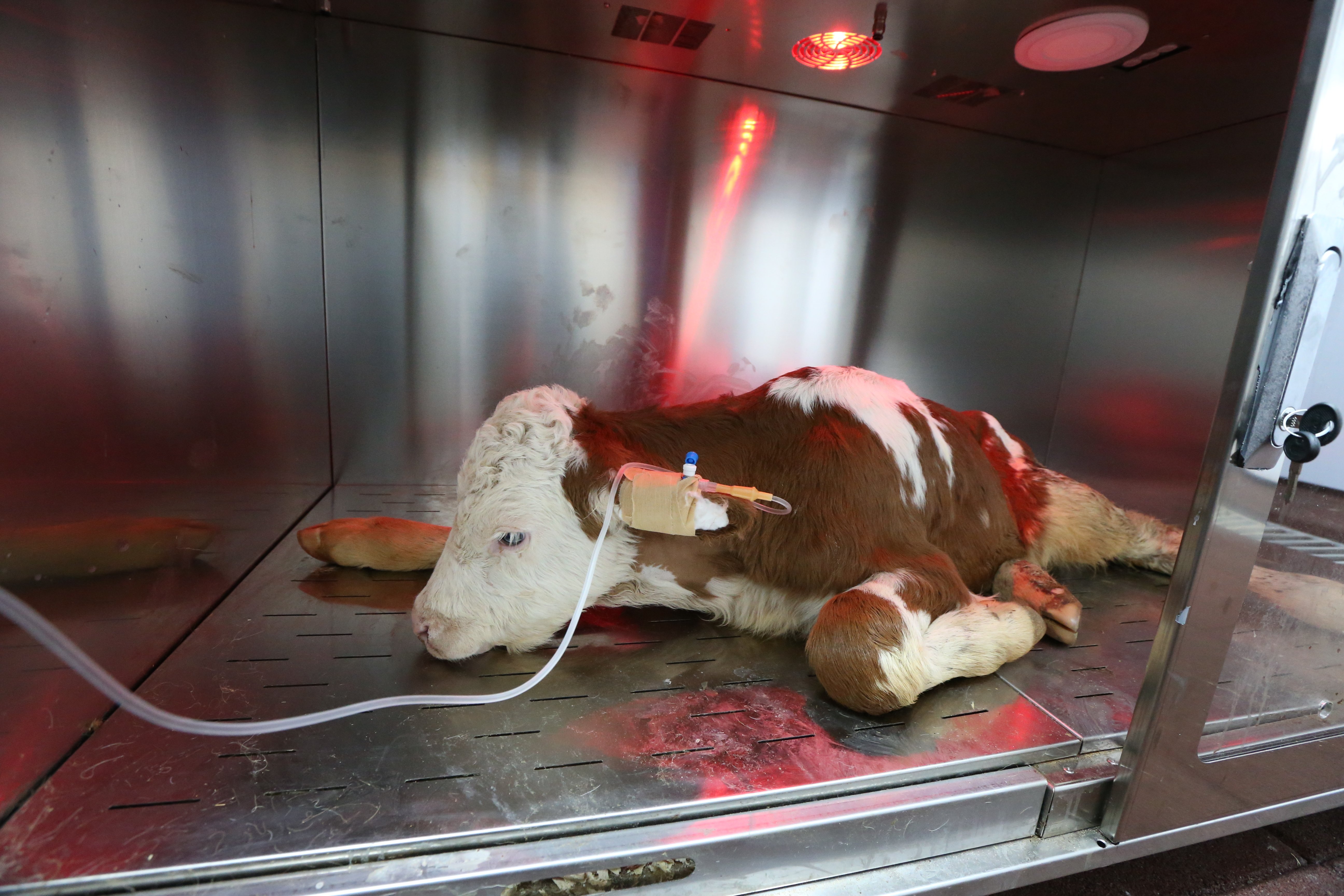 Kafkas Üniversitesinde buzağı ölümlerinin önlenmesinde ozon tedavisinin etkisi araştırılıyor