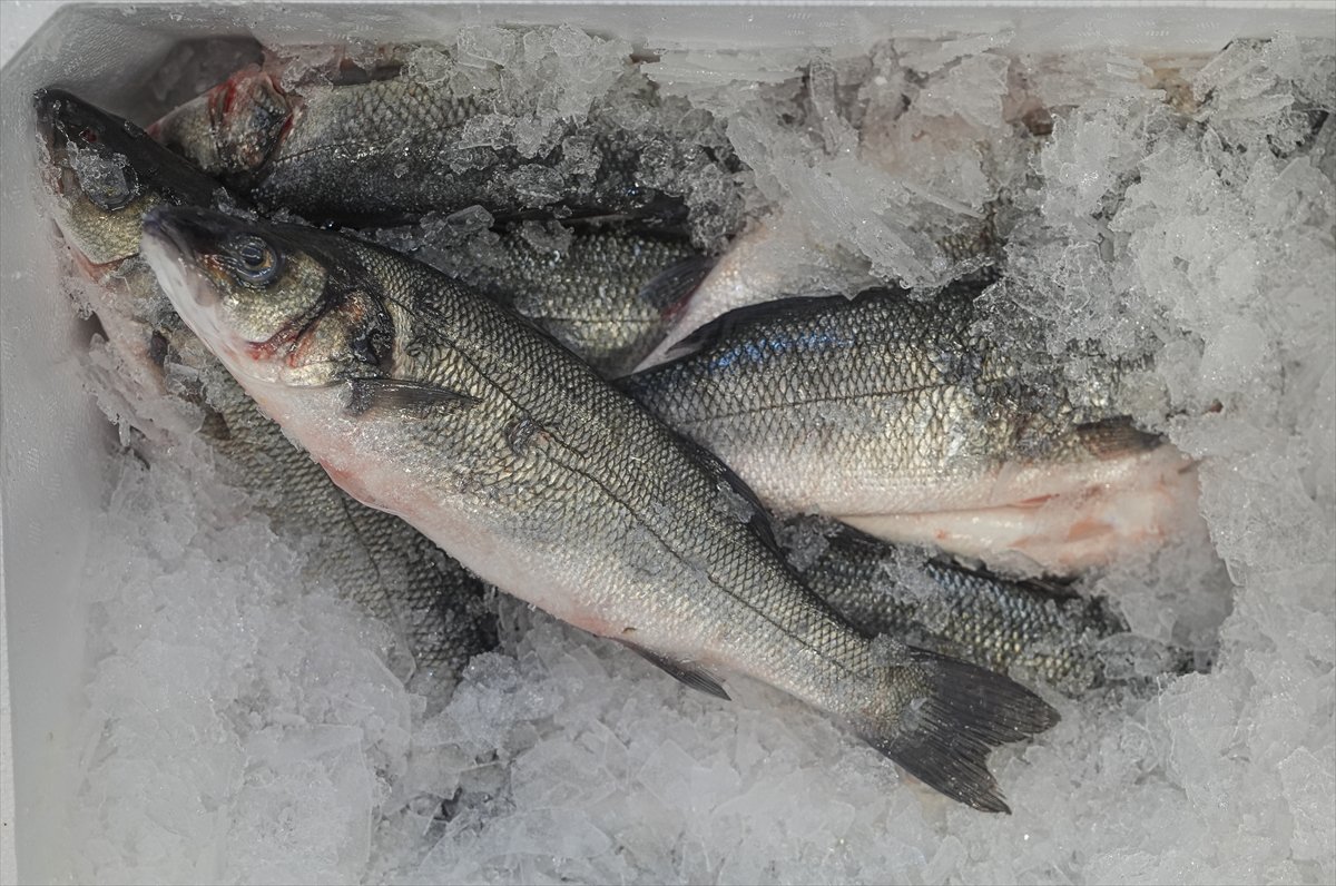 Su ürünlerinde iki aylık ihracattaki yüksek artış, yeni rekor beklentisini artırdı