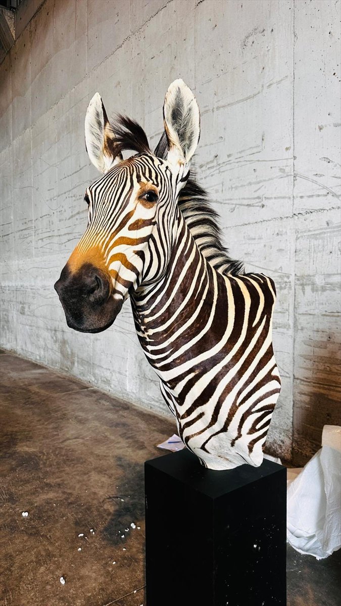 Tarım ve Orman Bakanlığı yaban hayvanı trofeleri bulunan 19 kargoya el koydu