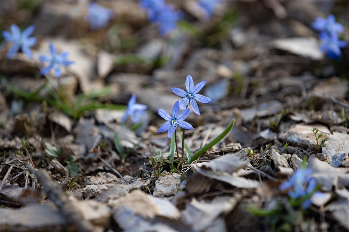 Tunceli'de karların erimesiyle İksor Vadisi'nde mavi kardelenler açtı