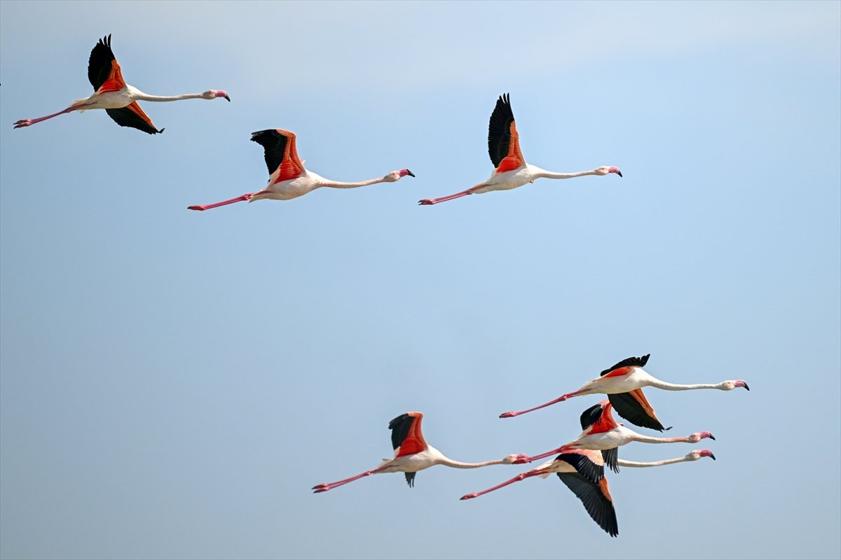 Tuzla Palas Gölü'nde yıllar sonra yeniden allı turnaların sesi duyuldu