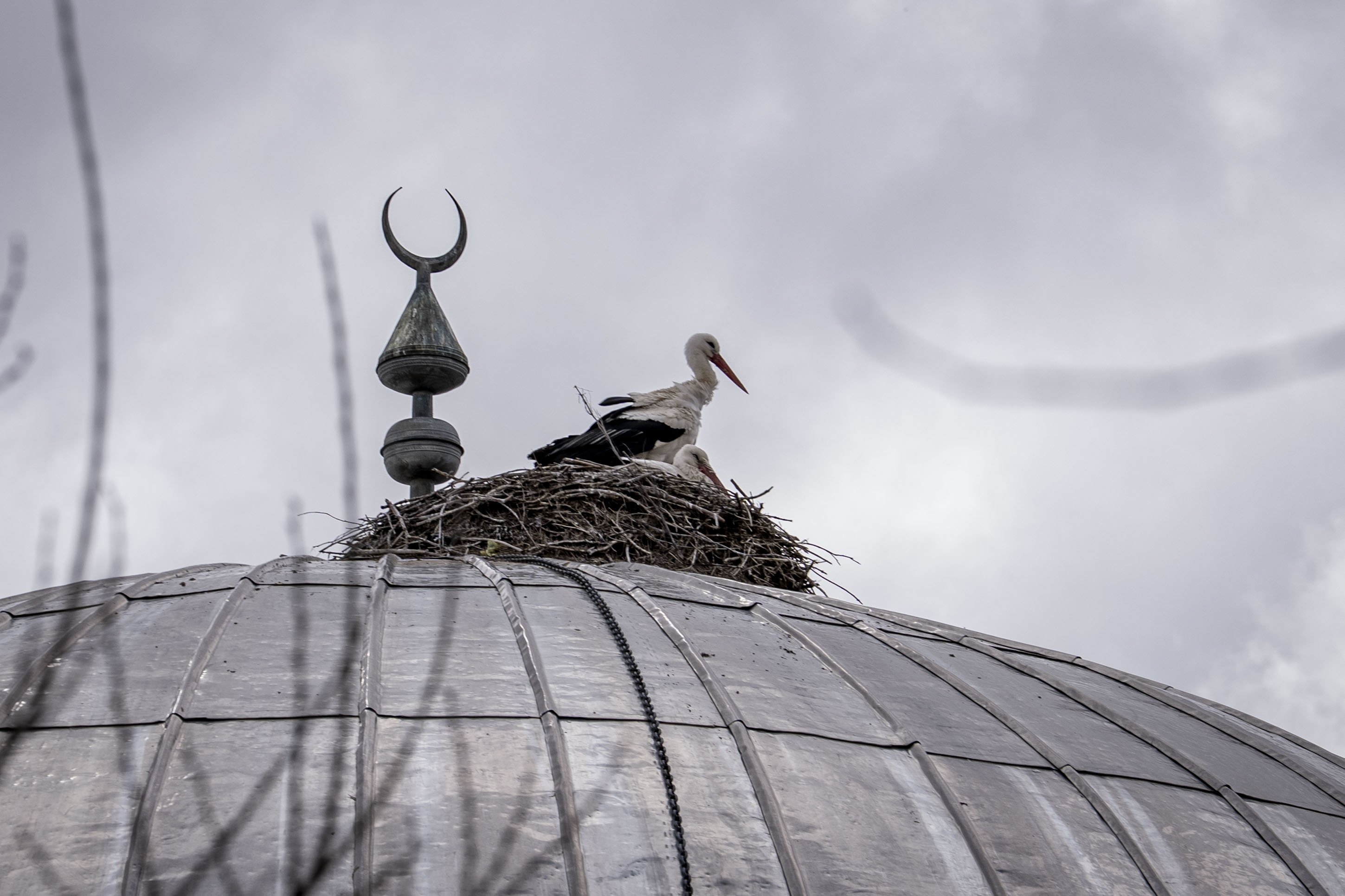'Baharın müjdecisi' leylekler cami kubbesine 16 yıldır yuva yapıyor