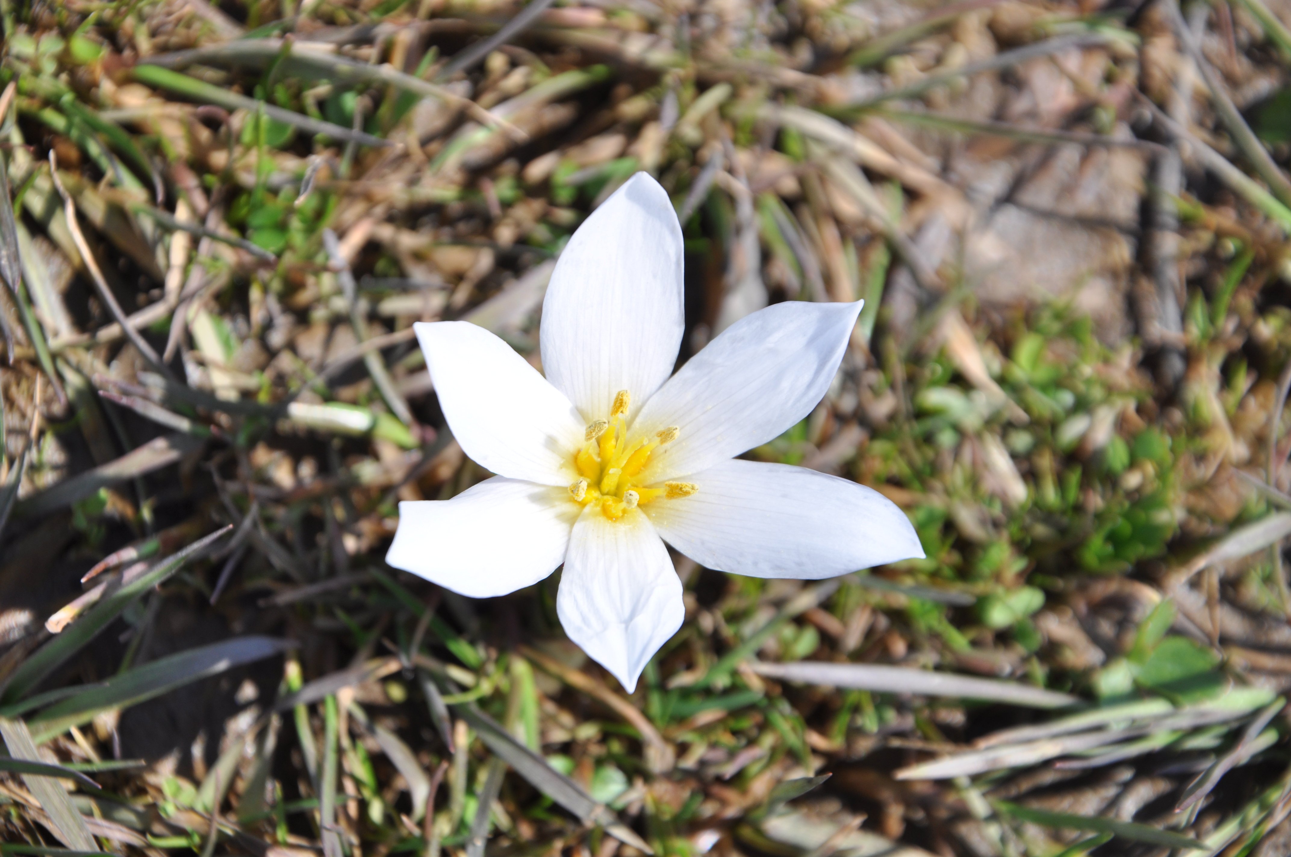 Bitlis'te 'baharın habercisi' çiğdemler arazileri renklendirdi