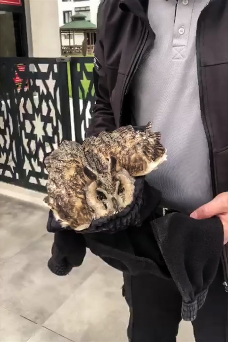 Elazığ'da yaralı bulunan baykuş tedavi altına alındı