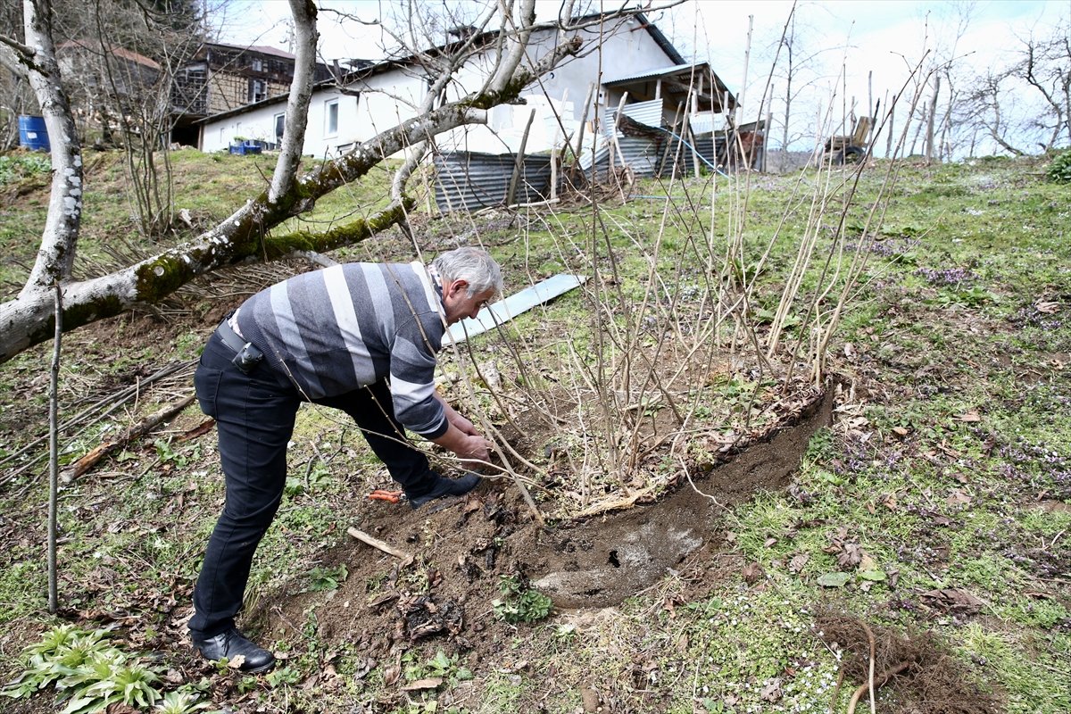 Giresun'da köy kooperatifinde sertifikalı 3 bin fındık fidanı üretildi