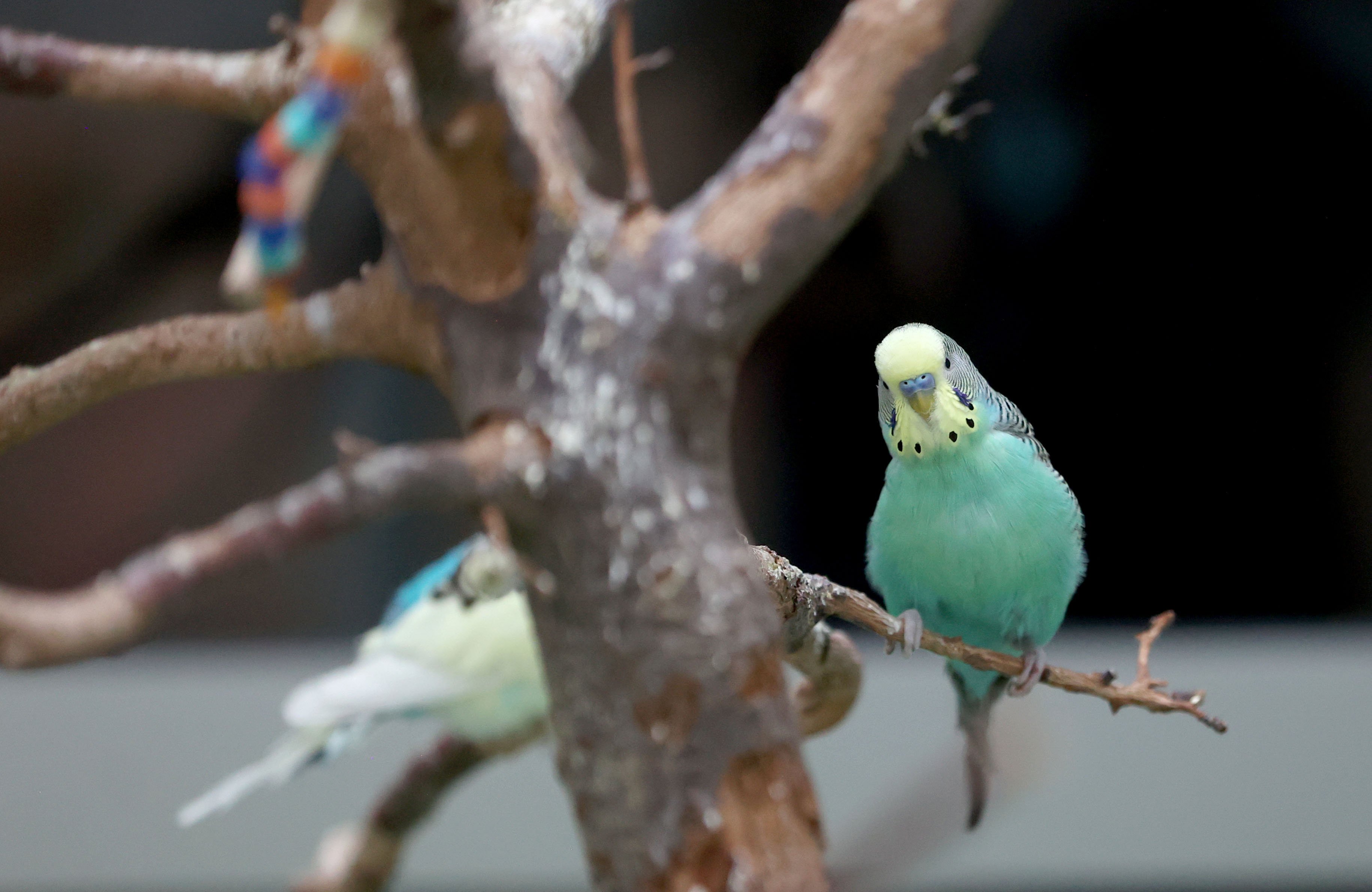 Hastanenin 'kanatlı sakinleri' hasta ve yakınlarına moral oluyor