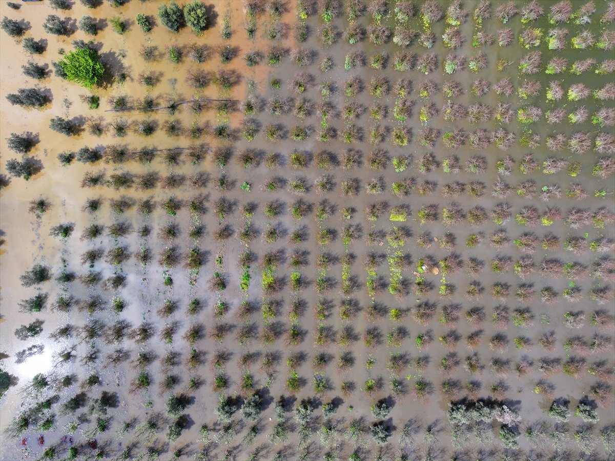 İzmir'de sağanak nedeniyle bazı tarım arazileri ve meyve bahçeleri su altında kaldı