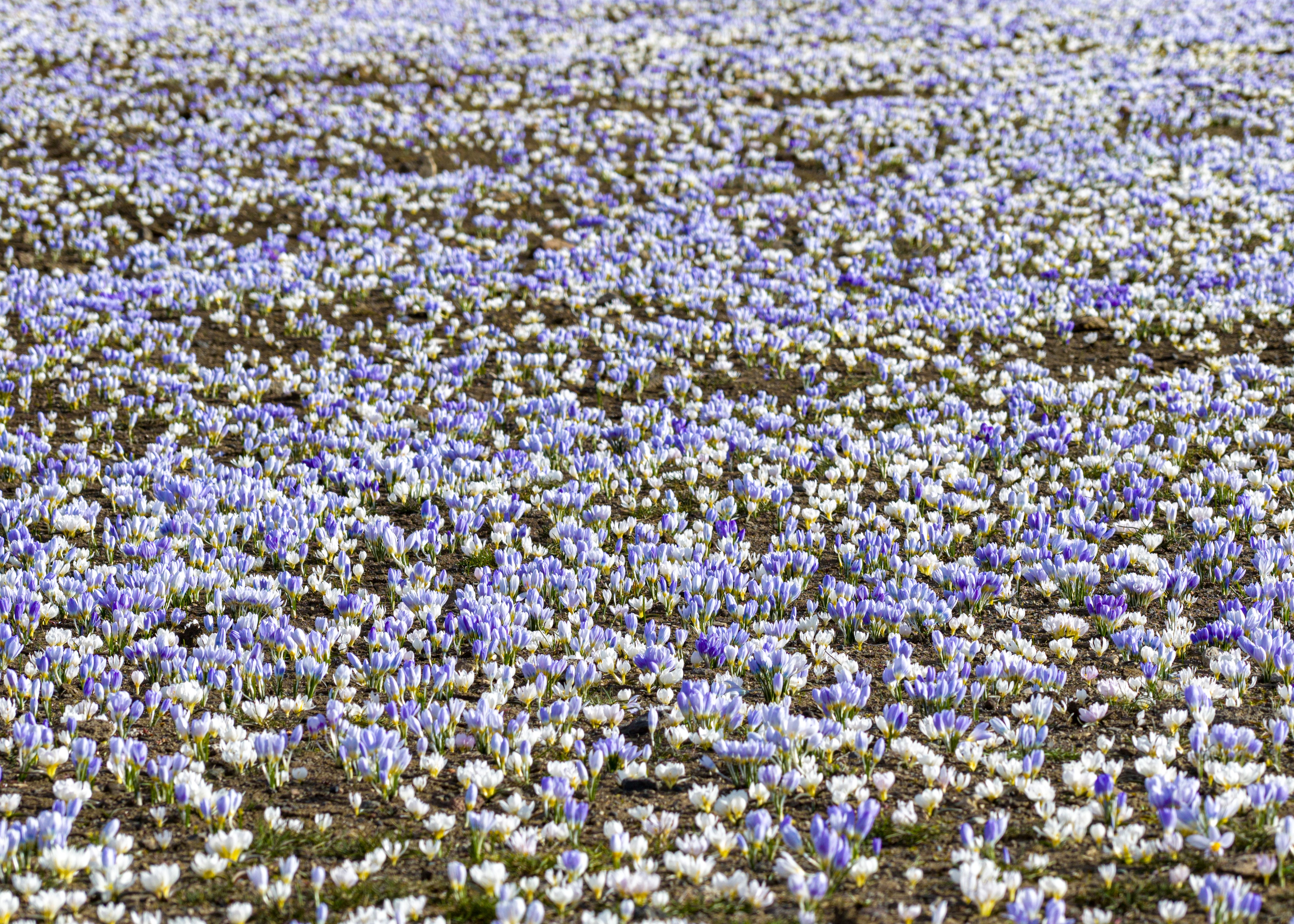 Kars'ta 'baharın müjdecisi' kar çiçekleri açtı