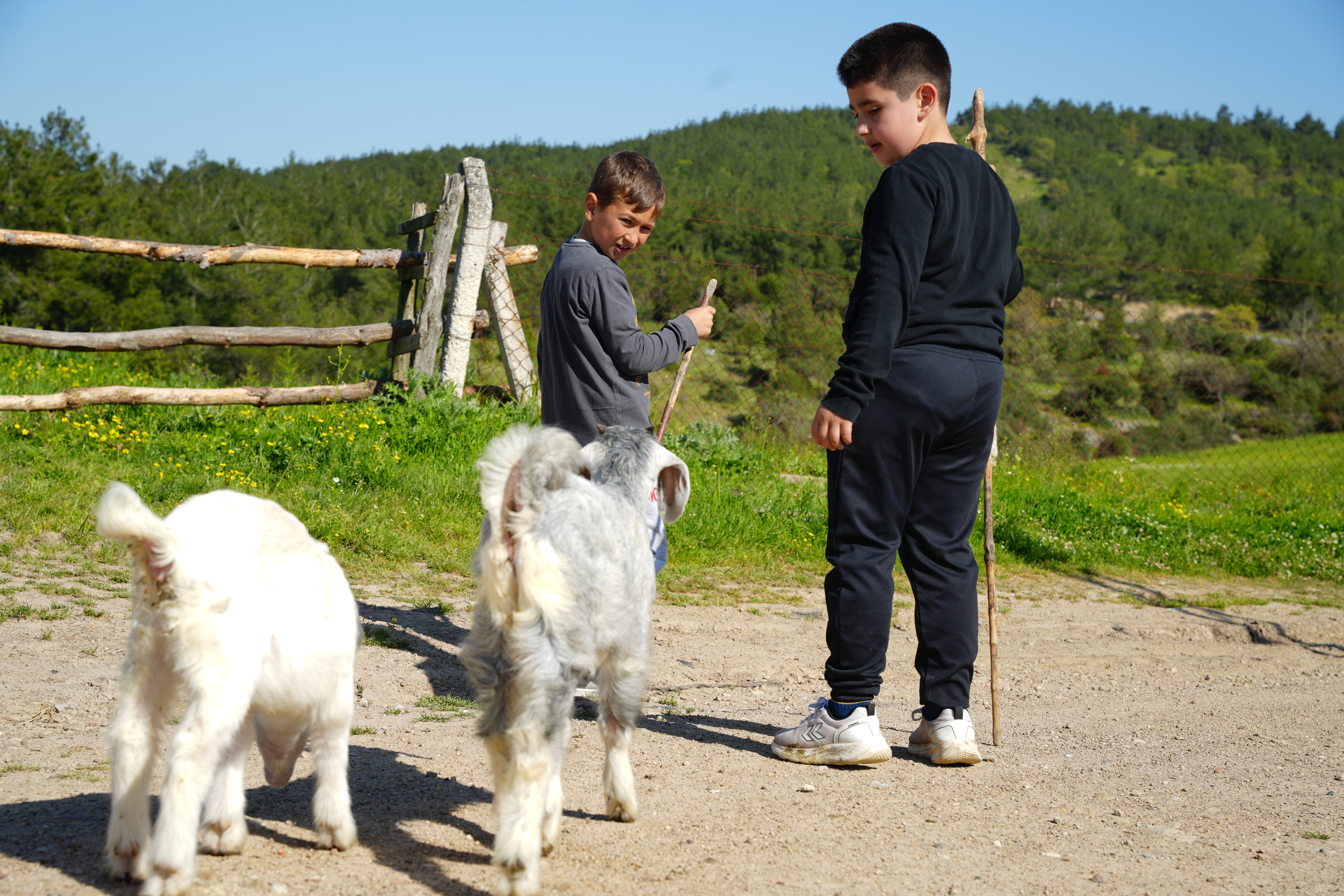 Minik çobanlar yetiştirdikleri kuzu ve oğlaklarla dereceye girmek için yarışacak