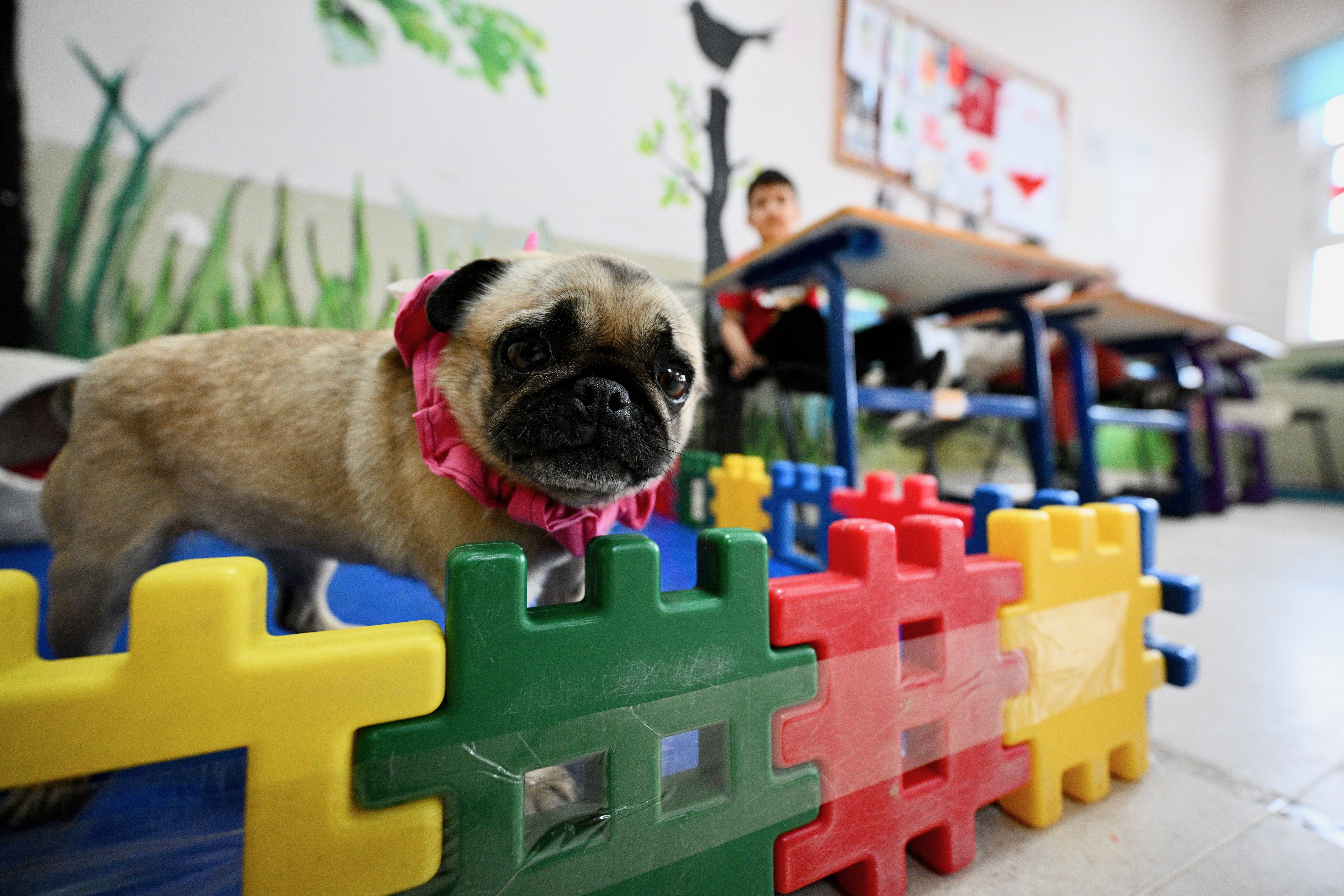 Öğretmenlerin sahiplendiği köpek, otizmli öğrencilere adeta terapi oldu