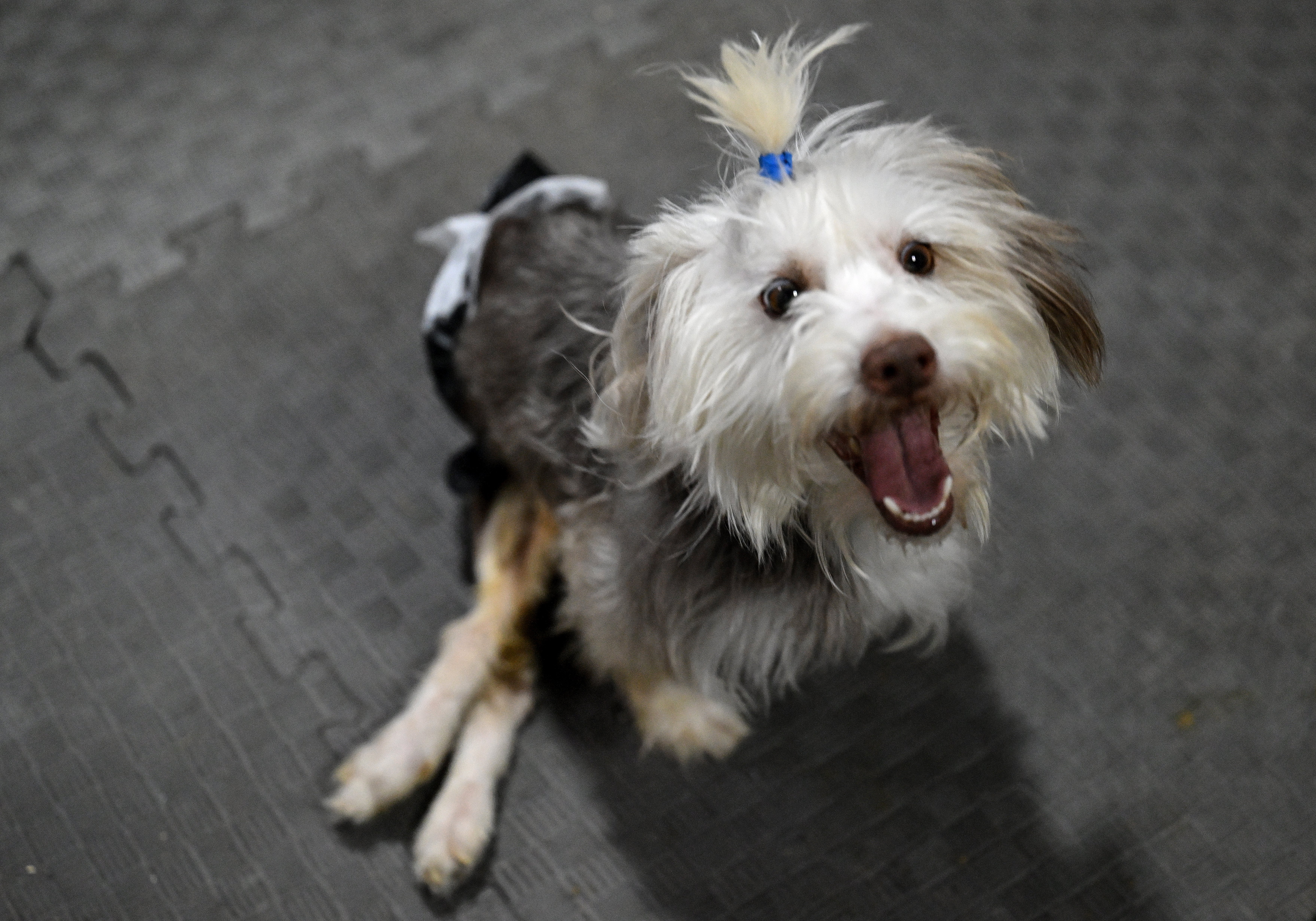 Sahibi vefat eden engelli köpek Yumoş, iyileşip yeni yuvasına koşacağı günü bekliyor