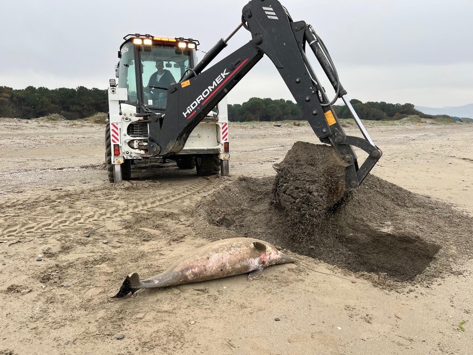 Samsun'da ölü yunus sahile vurdu