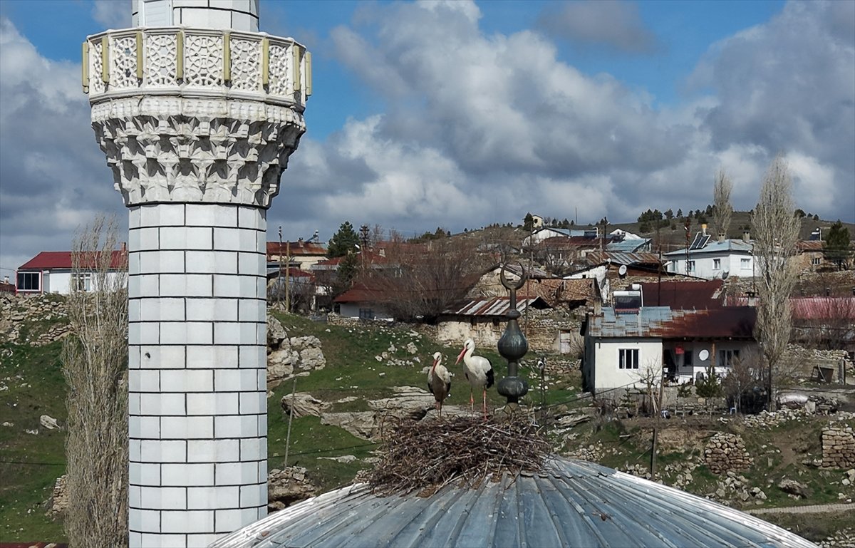 Sivas'ta cami kubbesi 14 yıldır leylekleri ağırlıyor