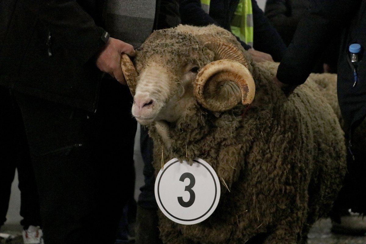 Tekirdağ'da 'Damızlık Koç Yarışması' düzenlendi