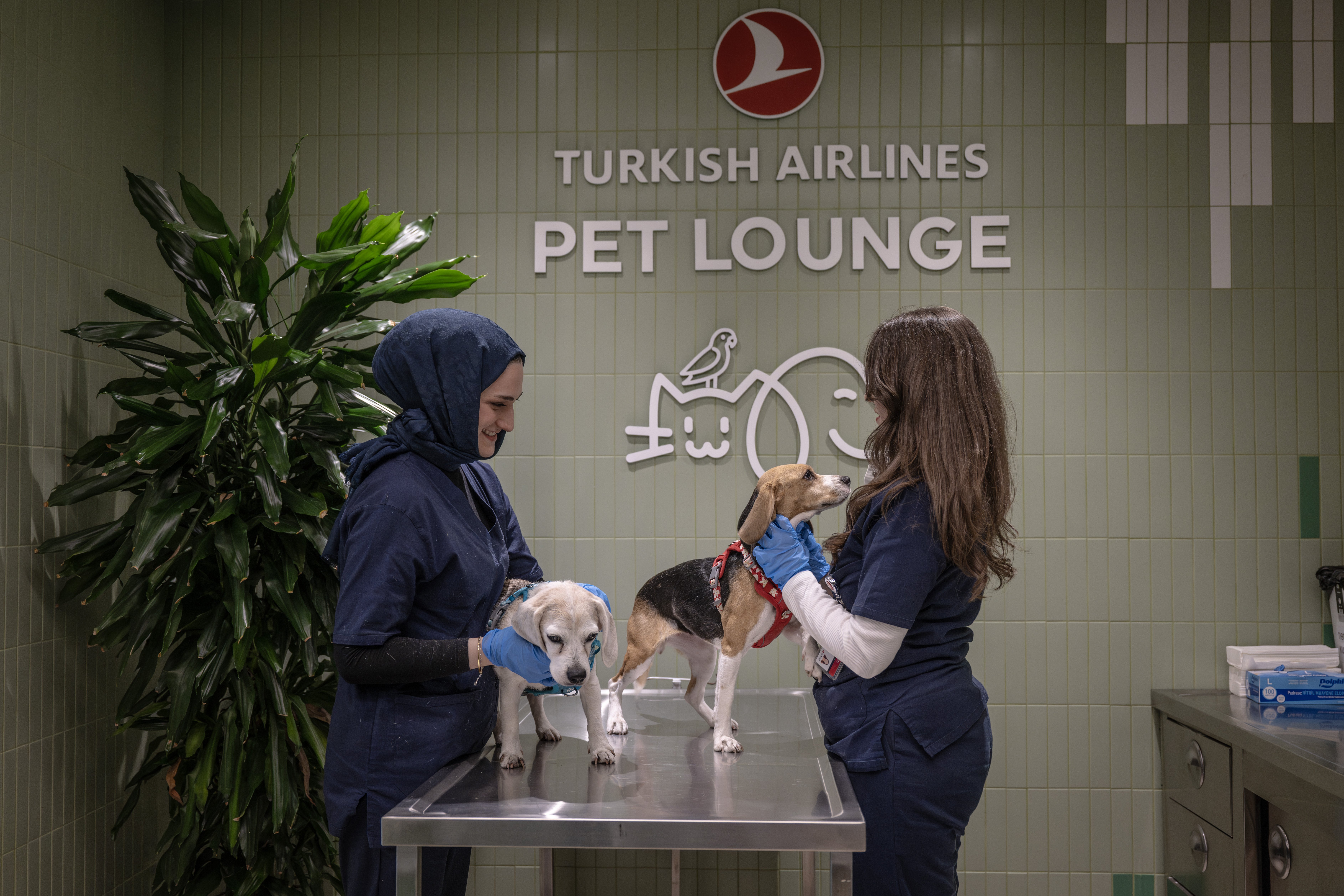 THY'den kargoda taşınabilen evcil hayvanlara İstanbul Havalimanı'nda özel salon hizmeti