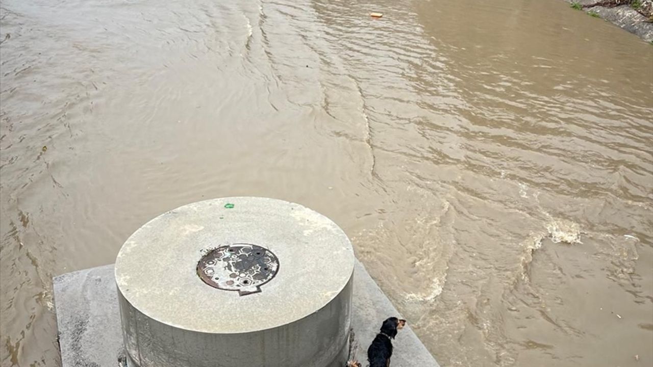 Karabağlar'da dere yatağında mahsur kalan köpek itfaiye ekibince kurtarıldı