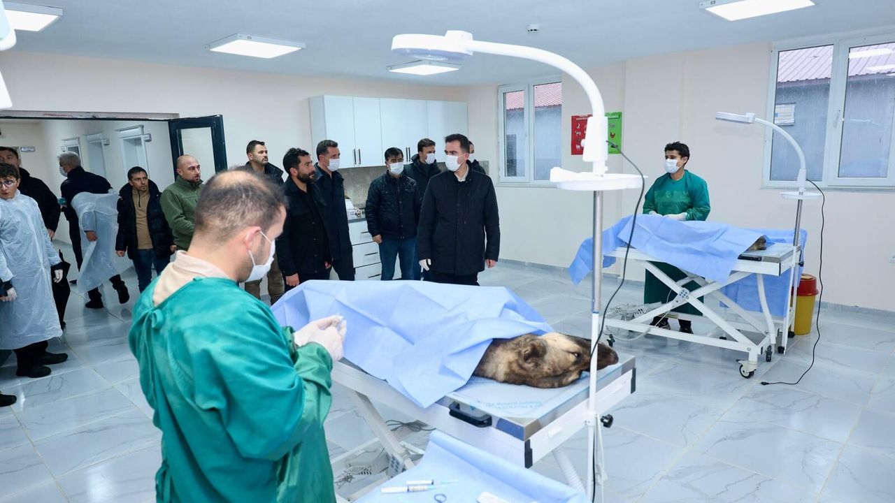 Bitlis'te 6 ayda 1752 sahipsiz köpek barınağa alındı