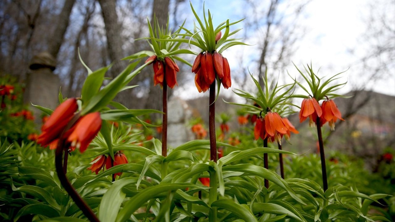 Bitlis'te açan ters laleler doğaya renk kattı