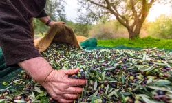 Türkiye sofralık zeytin ihracatında 210 milyon dolara ulaştı