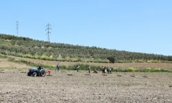 Bursa Nilüfer'den Konaklı’ya 800 zeytin fidanı