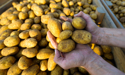 Stolbur Alarmı: Patates ve Şeker Pancarında Felaket Boyutunda Kayıplar