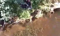 Çatalca'da mahsur kaplumbağa itfaiye tarafından kurtarıldı