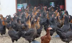 Kocaeli’de tavukçuluğa büyük destek: 16 bin tavuk üreticiyle buluştu