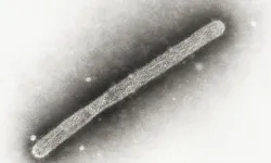 Almanya'da kuş gribi alarmı