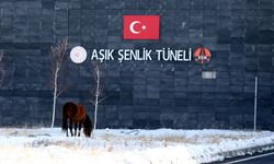 Ardahan'da Aşık Şenlik Tüneli'nde yılkı atları görüntülendi