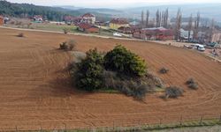 Dalları aşağıya doğru uzanan çam ağacı şemsiyeyi andıran görüntüsüyle dikkat çekiyor