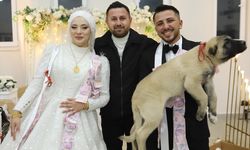 Denizli'de düğünde gelin ve damada takı yerine çoban köpeği hediye edildi