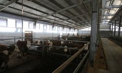 Devlet desteğiyle 4 olan hayvan sayısını 9 yılda 80'e çıkardı