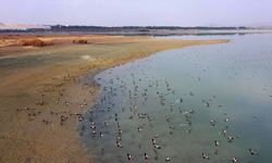 Elazığ'daki Cip Baraj Gölü farklı türde binlerce göçmen kuşu ağırlıyor