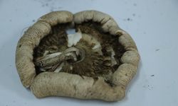 Ganos Dağı'na ait mantar çeşitlerinin envanteri çıkarılıyor