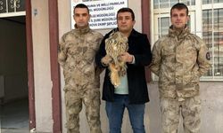 Hakkari'de jandarmanın bulduğu yaralı puhu tedaviye alındı