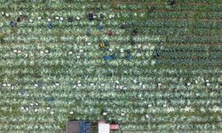 İzmir'in kışlık sebze tarlalarında hasat telaşı yaşanıyor