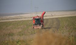 Kars'ta 94 bin ton pancar şekere dönüştürüldü