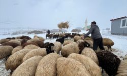 Kars'ta besicilerin zorlu kış mesaisi başladı